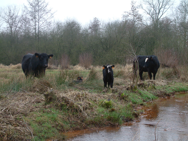 Natuurreservaat "De Rammelaars" te Kwaadmechelen