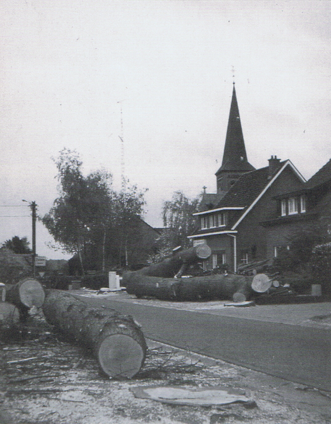 Decosterstraat (beter bekend als het Kerkepad) toen de eiken daar geveld werden. Binnekort hetzelfde zicht in de Thibautstraat (Eikendreef)?