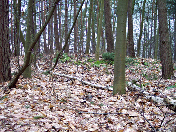 Een tumulus in Court-Saint-Etienne