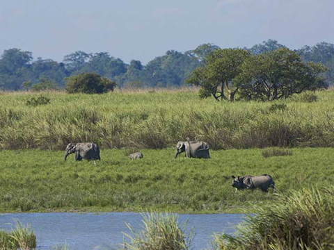 Nationaal Park Kaziranga