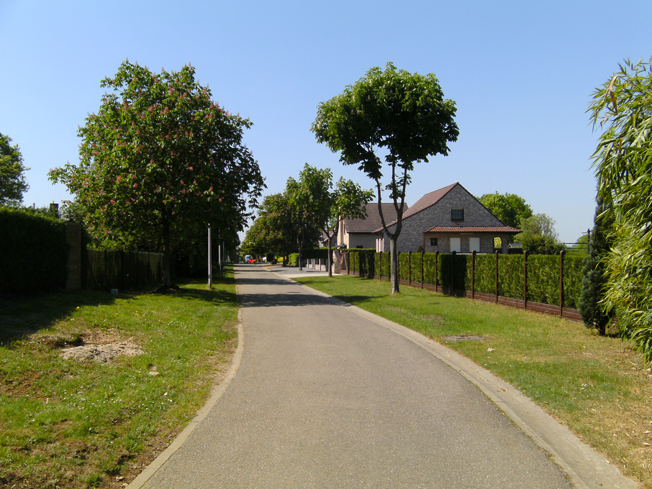 De Decosterstraat waar de eiken al vervangen werden door de Paardekastanje.