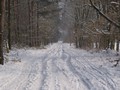 Winterwandeling - Foto 10