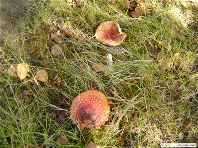 Zelem Herfstwandeling - Foto 22