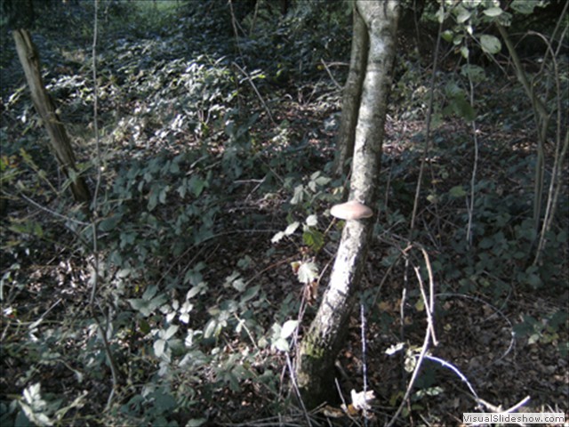 Zelem Herfstwandeling - Foto 25