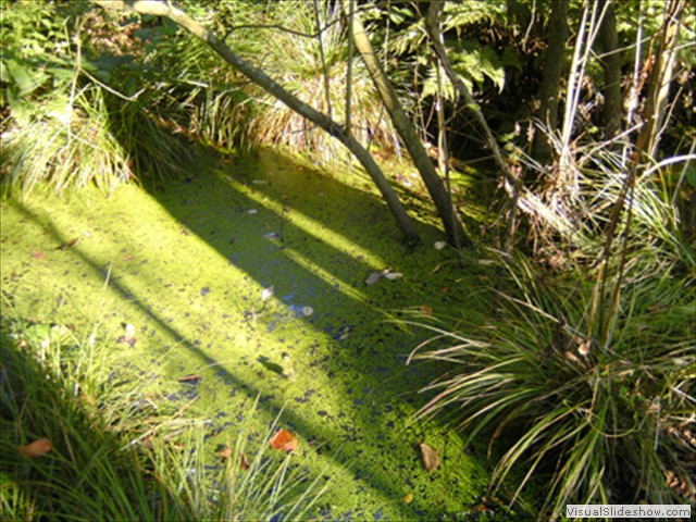 Zelem Herfstwandeling - Foto 6