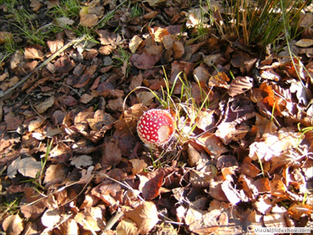 Zelem Herfstwandeling - Foto 9